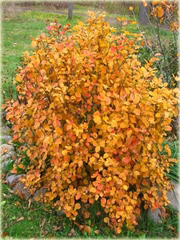 Fotergilla Fothergilla