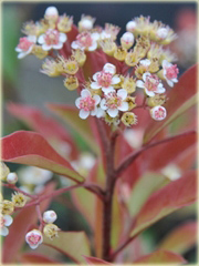 Głogownik Dawida Stranvaesia Davidiana