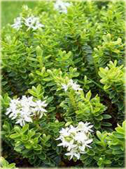 hebe bukszpanowata hebe buxifolia