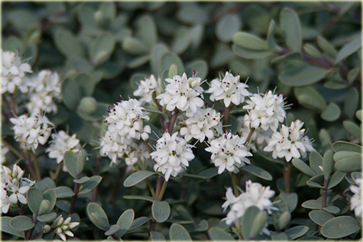 Hebe Pagei Hebe pinguifolia