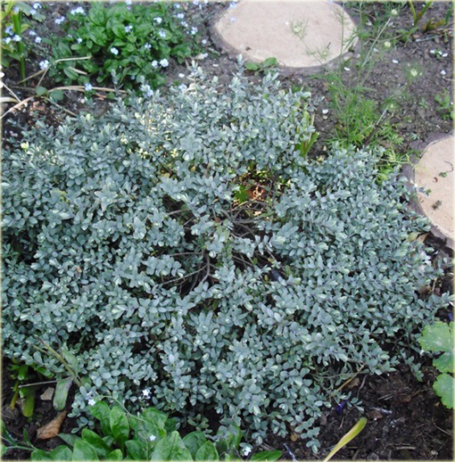 Hebe Pagei Hebe pinguifolia