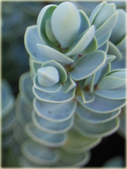 Hebe Pagei Hebe pinguifolia