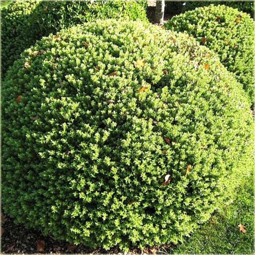 Hebe rakaiensis Hebe rakaiensis