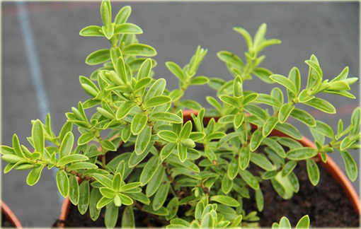 Hebe rakaiensis Hebe rakaiensis