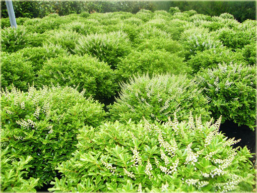 Hebe rakaiensis Hebe rakaiensis