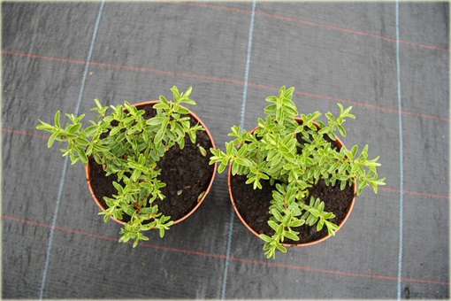 Hebe rakaiensis Hebe rakaiensis