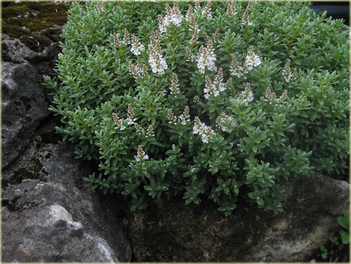 Hebe Sutherlandii Hebe pinguifolia
