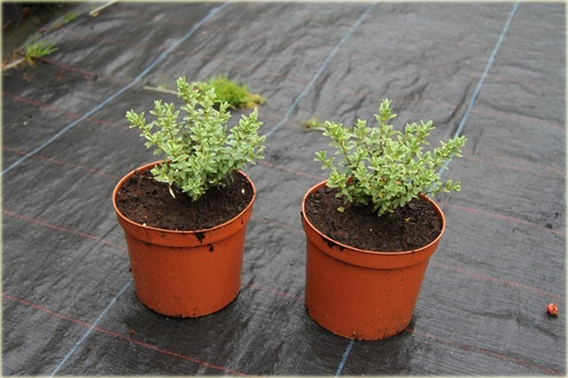 Hebe Sutherlandii Hebe pinguifolia