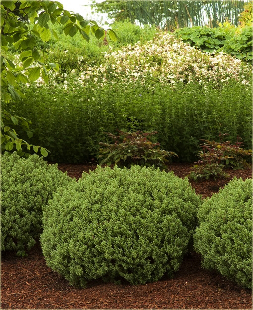 Hebe Sutherlandii Hebe pinguifolia