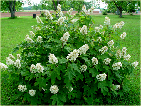 Hortensja dębolistna Hydrangea quercifolia