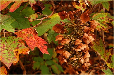 Hortensja dębolistna Hydrangea quercifolia