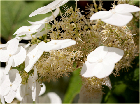 Hortensja dębolistna Hydrangea quercifolia