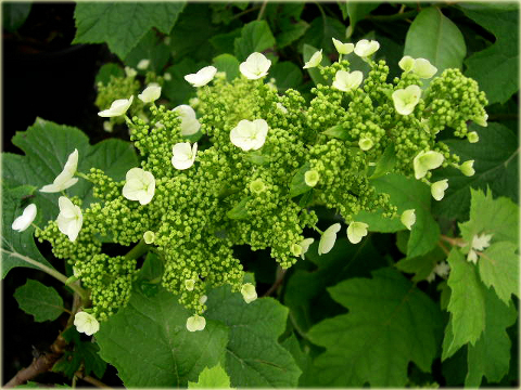 Hortensja dębolistna Hydrangea quercifolia