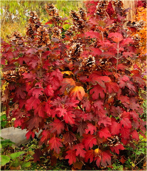 Hortensja dębolistna Hydrangea quercifolia
