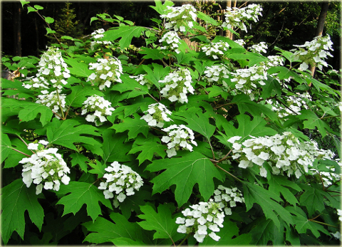 Hortensja dębolistna Hydrangea quercifolia