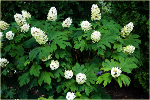 Hortensja dębolistna Hydrangea quercifolia