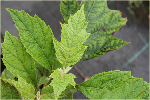 Hortensja dębolistna Hydrangea quercifolia