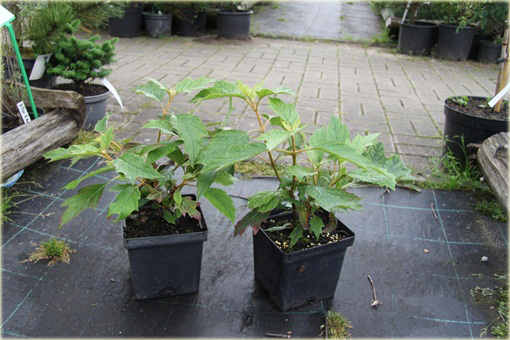 Hortensja dębolistna Hydrangea quercifolia