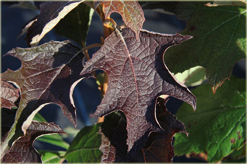 Hortensja dębolistna Hydrangea quercifolia