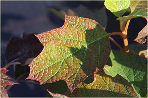 Hortensja dębolistna Hydrangea quercifolia