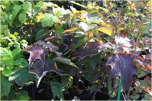 Hortensja dębolistna Hydrangea quercifolia