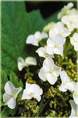Hortensja dębolistna Hydrangea quercifolia
