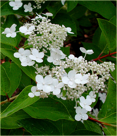 Hortensja bukietowa Grandiflora Hydrangea paniculata Grandiflora