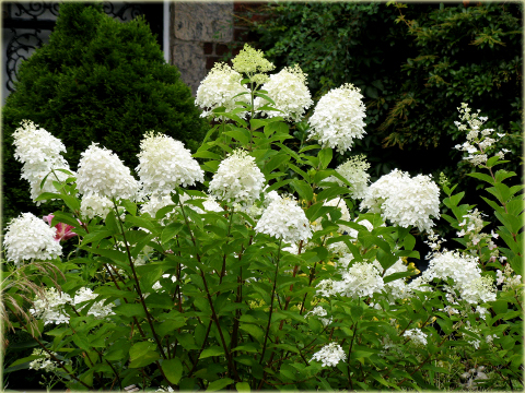Hortensja bukietowa Grandiflora Hydrangea paniculata Grandiflora