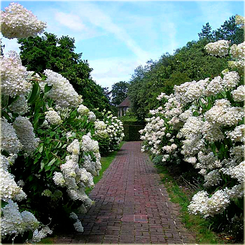 Hortensja bukietowa Grandiflora Hydrangea paniculata Grandiflora