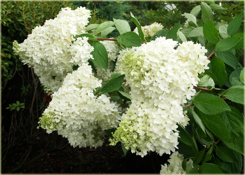 Hortensja bukietowa Grandiflora Hydrangea paniculata Grandiflora