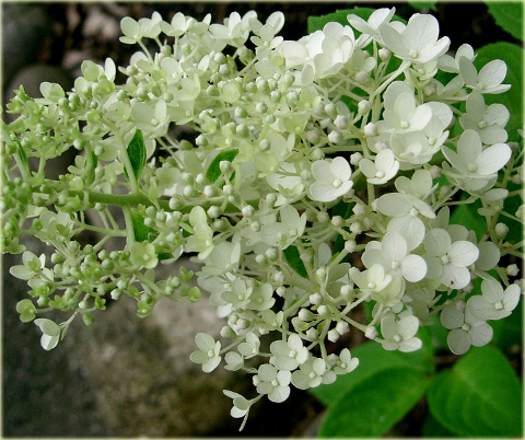 Hortensja bukietowa Grandiflora Hydrangea paniculata Grandiflora