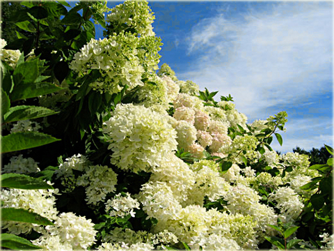 Hortensja bukietowa Grandiflora Hydrangea paniculata Grandiflora