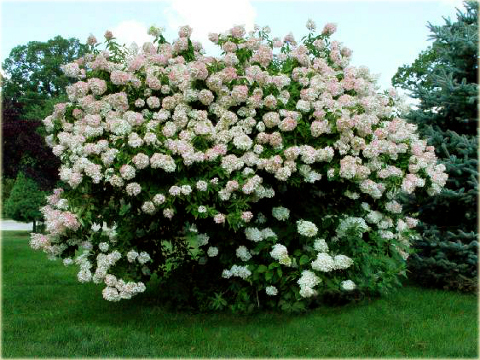 Hortensja bukietowa Grandiflora Hydrangea paniculata Grandiflora