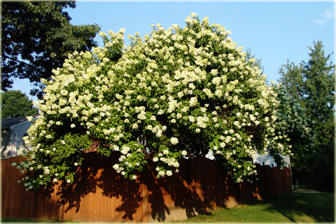 Hortensja bukietowa Grandiflora Hydrangea paniculata Grandiflora