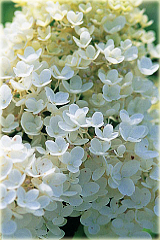 Hortensja bukietowa Grandiflora Hydrangea paniculata Grandiflora