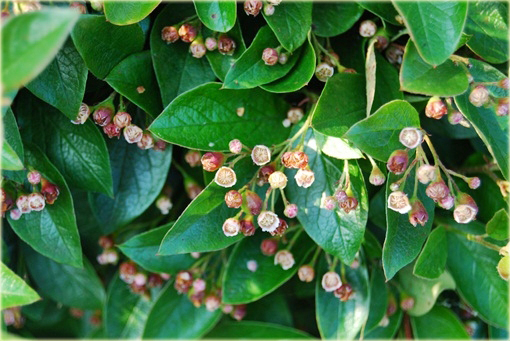 Irga błyszcząca Cotoneaster lucidus