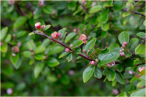 Irga błyszcząca Cotoneaster lucidus