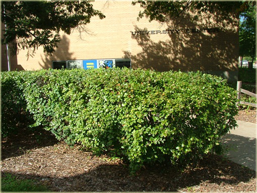 Irga błyszcząca Cotoneaster lucidus