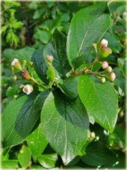 Irga błyszcząca Cotoneaster lucidus