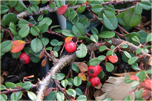 Irga płożąca Queen of Carpets Cotoneaster procumbens