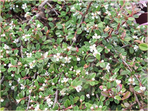 Irga płożąca Queen of Carpets Cotoneaster procumbens