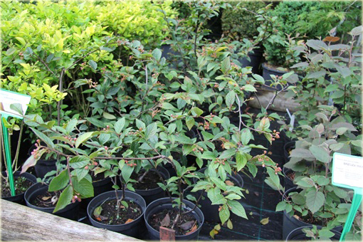 Irga pomarszczona Cotoneaster bullatus