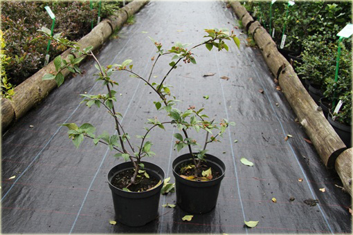 Irga pomarszczona Cotoneaster bullatus