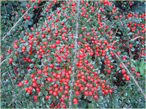 Irga purpurowa Cotoneaster atropurpureus