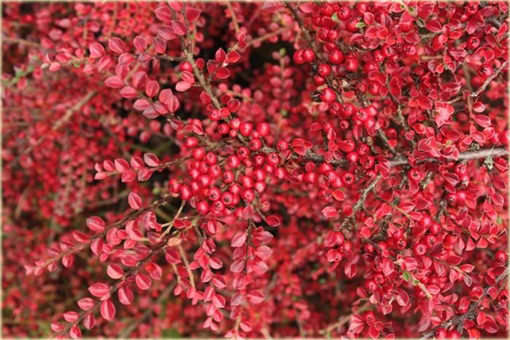 Irga purpurowa Cotoneaster atropurpureus