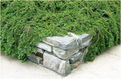 Irga purpurowa Cotoneaster atropurpureus