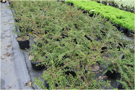 Irga purpurowa Cotoneaster atropurpureus