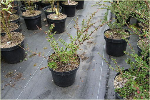 Irga purpurowa Cotoneaster atropurpureus