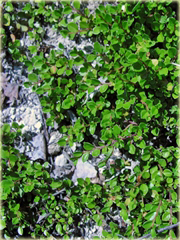 Irga purpurowa Cotoneaster atropurpureus