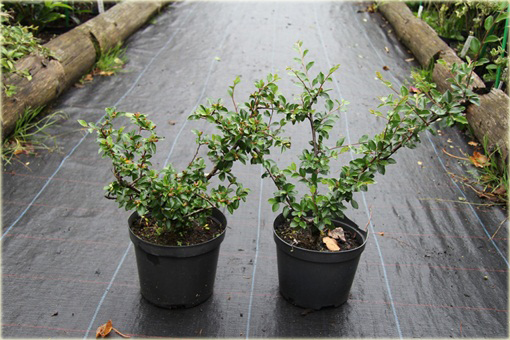 Irga rozkrzewiona Cotoneaster divaricatus